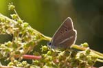 04/08/2018 - 5ds33327 - Bessans (73480)