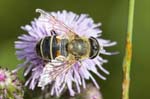 04/08/2018 - 5ds33340 - Bessans (73480)