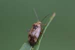 04/08/2018 - 5ds33997 - Bessans (73480)