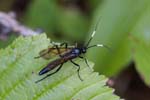 04/08/2018 - 5ds34051 - Bessans (73480)