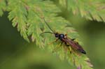 04/08/2018 - 5ds34383 - Bessans (73480)