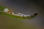 Momphidae (17 photos)