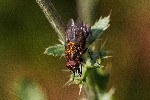 06/08/2018 - 5ds34892 - Bessans (73480)
