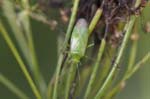 06/08/2018 - 5ds35042 - Bessans (73480)
