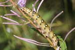 06/08/2018 - 5ds35106 - Bessans (73480)