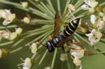 2018-08-06 - 5ds35169 - Bessans (73480)