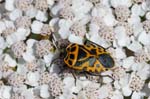 08/08/2018 - 5ds36834 - Val-Cenis (73480)