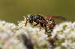 10/08/2018 - 5ds38229 - Bessans (73480)