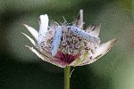 2018-08-10 - 5ds38325 - Bessans (73480)