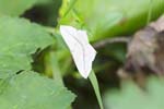 24/08/2018 - 5ds40060 - Pogorzelce (PL-17-230)