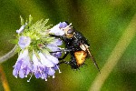 31/08/2018 - 5ds40872 - Chastreix (63680)