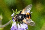 31/08/2018 - 5ds40877 - Chastreix (63680)