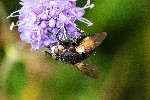 31/08/2018 - 5ds40882 - Chastreix (63680)