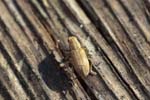 22/03/2019 - 5ds53492 - Saint-Leu-la-Forêt (95320)