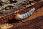 30/03/2019 - 5ds53893 - Saint-Leu-la-Forêt (95320)