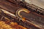 2019-03-30 - 5ds53916 - Saint-Leu-la-Forêt (95320)