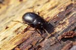 30/03/2019 - 5ds54109 - Saint-Leu-la-Forêt (95320)