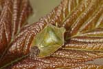 01/04/2019 - 5ds54260 - Ris-Orangis (91130)