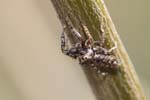 2019-04-20 - 5ds54633 - Saint-Leu-la-Forêt (95320)