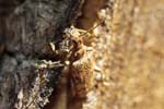 20/04/2019 - 5ds54663 - Saint-Leu-la-Forêt (95320)