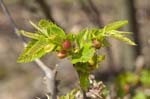 20/04/2019 - 5ds54732 - Saint-Leu-la-Forêt (95320)