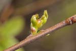 20/04/2019 - 5ds54785 - Saint-Leu-la-Forêt (95320)