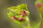 01/05/2019 - 5ds54877 - Saint-Leu-la-Forêt (95320)