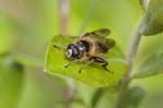 01/05/2019 - 5ds54957 - Saint-Leu-la-Forêt (95320)