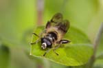 01/05/2019 - 5ds54966 - Saint-Leu-la-Forêt (95320)