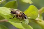 01/05/2019 - 5ds54975 - Saint-Leu-la-Forêt (95320)