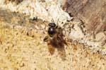 01/05/2019 - 5ds55122 - Saint-Leu-la-Forêt (95320)