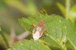 01/05/2019 - 5ds55152 - Saint-Leu-la-Forêt (95320)
