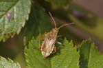 01/05/2019 - 5ds55163 - Saint-Leu-la-Forêt (95320)