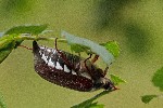 01/05/2019 - 5ds55204 - Saint-Leu-la-Forêt (95320)