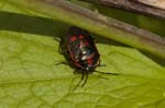 01/05/2019 - 5ds55406 - Saint-Leu-la-Forêt (95320)