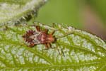 13/05/2019 - 5ds55626 - Saint-Leu-la-Forêt (95320)
