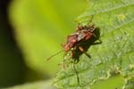13/05/2019 - 5ds55638 - Saint-Leu-la-Forêt (95320)
