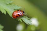 17/05/2019 - 5ds56192 - Saint-Leu-la-Forêt (95320)