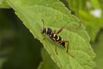 17/05/2019 - 5ds56239 - Saint-Leu-la-Forêt (95320)