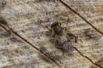 17/05/2019 - 5ds56246 - Saint-Leu-la-Forêt (95320)