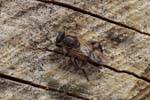 17/05/2019 - 5ds56259 - Saint-Leu-la-Forêt (95320)