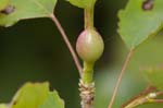 2019-05-17 - 5ds56288 - Saint-Leu-la-Forêt (95320)