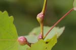 2019-05-17 - 5ds56294 - Saint-Leu-la-Forêt (95320)