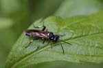 20/05/2019 - 5ds56857 - Gretz-Armainvilliers (77220)