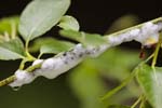 20/05/2019 - 5ds56883 - Gretz-Armainvilliers (77220)