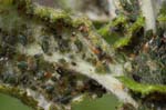 22/05/2019 - 5ds56911 - Cimetière de Montmartre (75018)