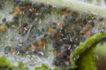 23/05/2019 - 5ds56979 - Cimetière de Montmartre (75018)