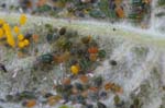 23/05/2019 - 5ds56984 - Cimetière de Montmartre (75018)