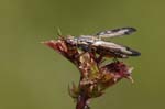 31/05/2019 - 5ds58131 - Seillans (83440)