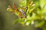 31/05/2019 - 5ds58191 - Seillans (83440)